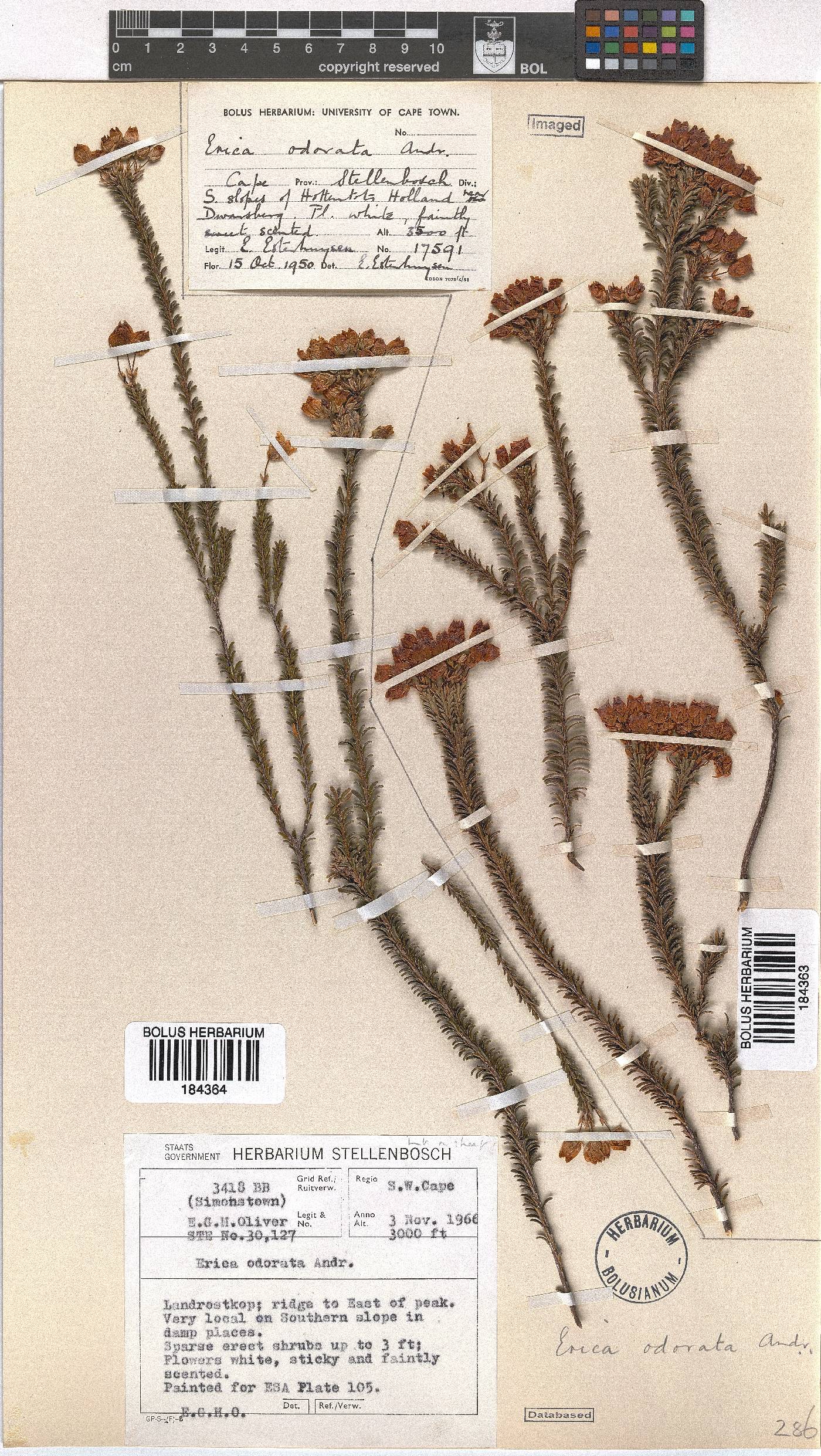 Erica odorata image