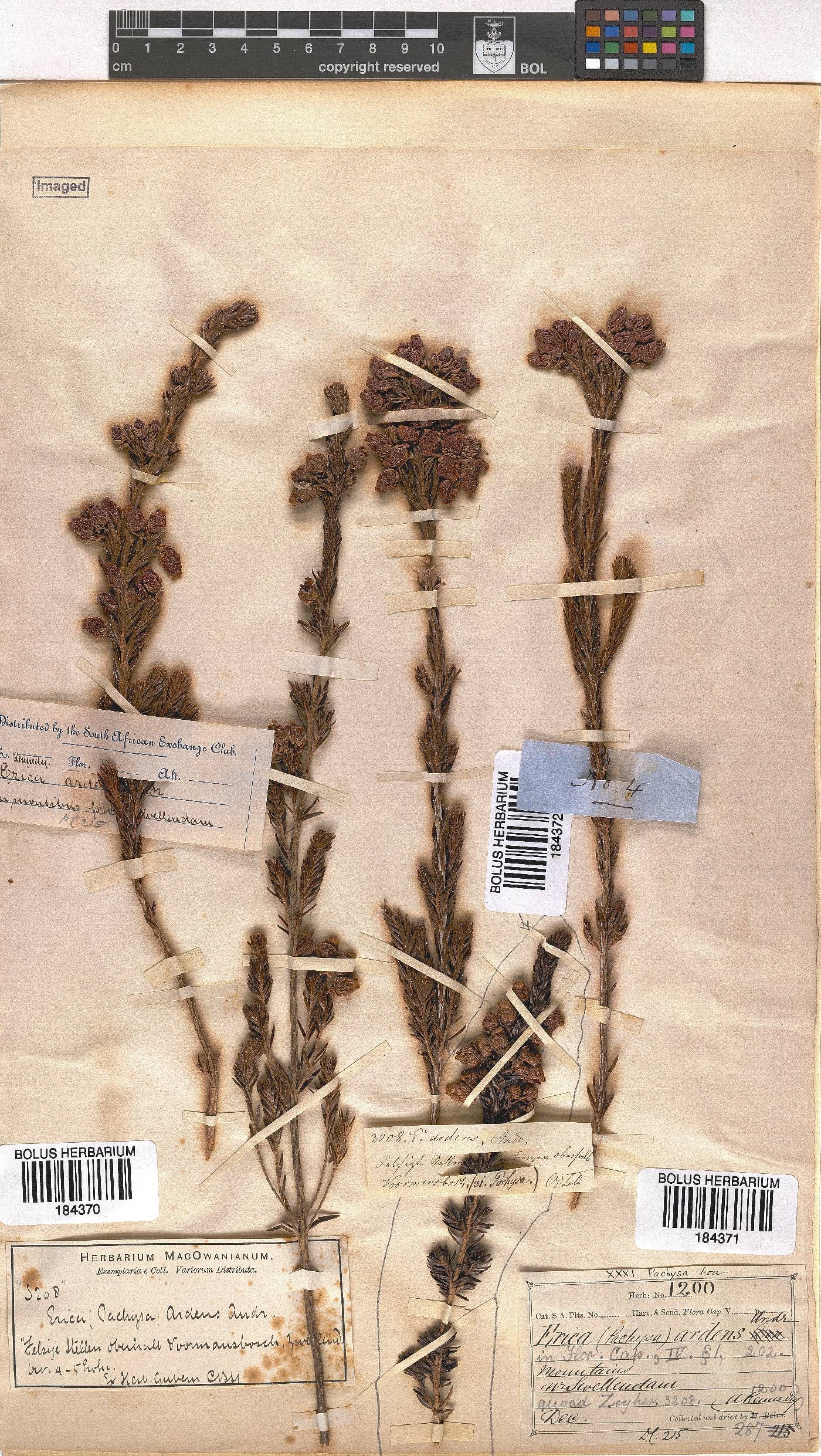 Erica ardens image