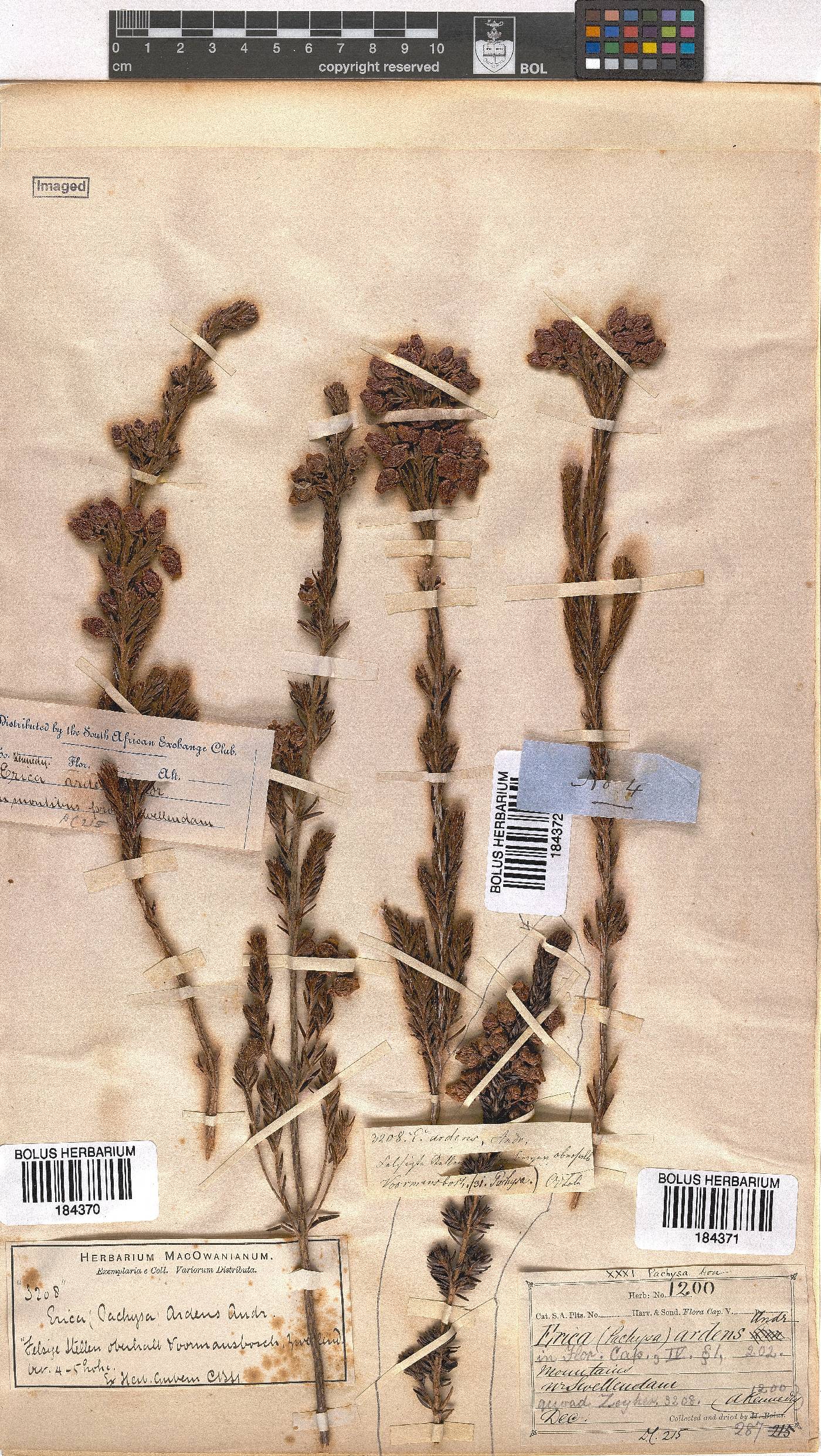 Erica ardens image