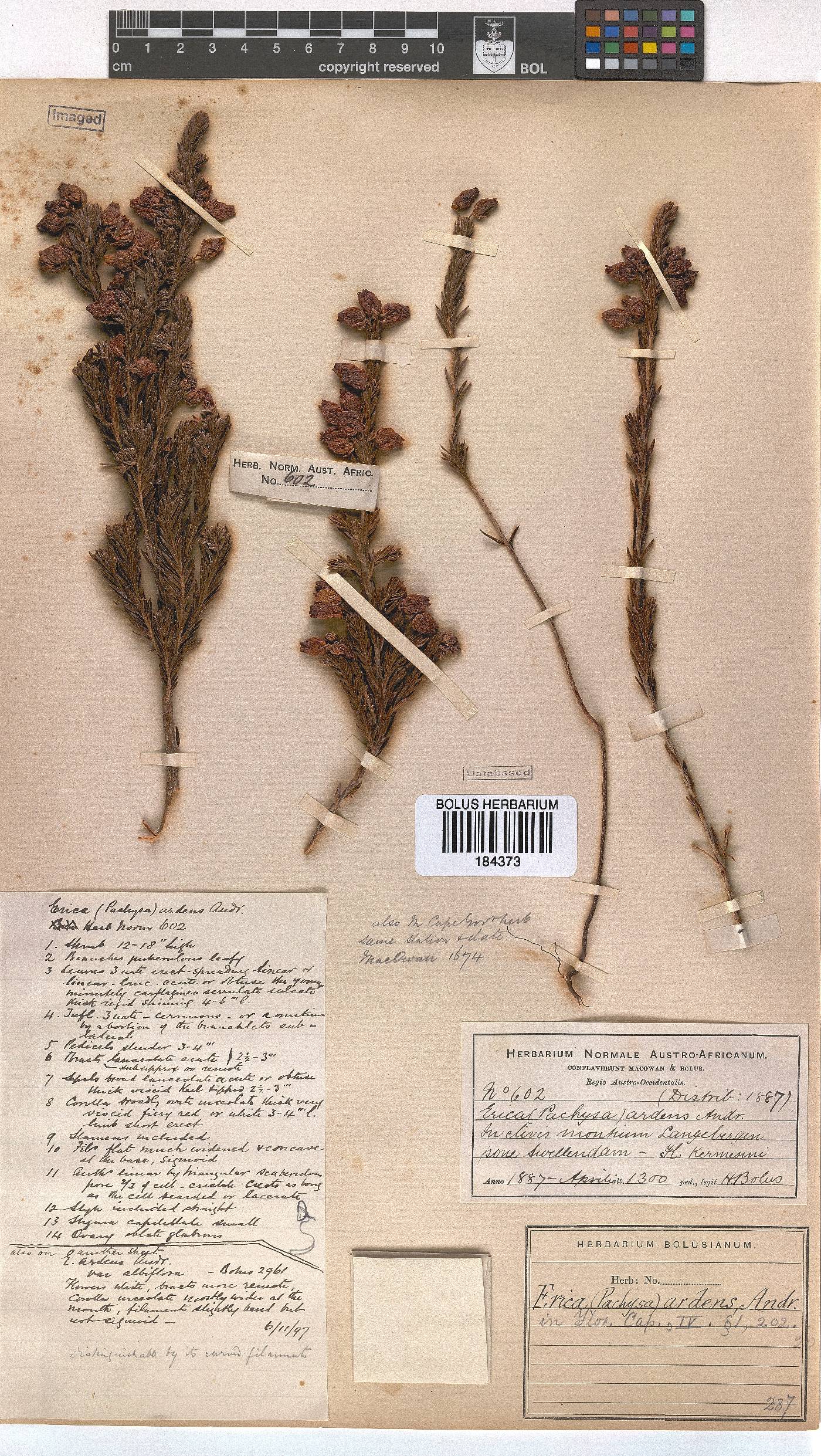 Erica ardens image