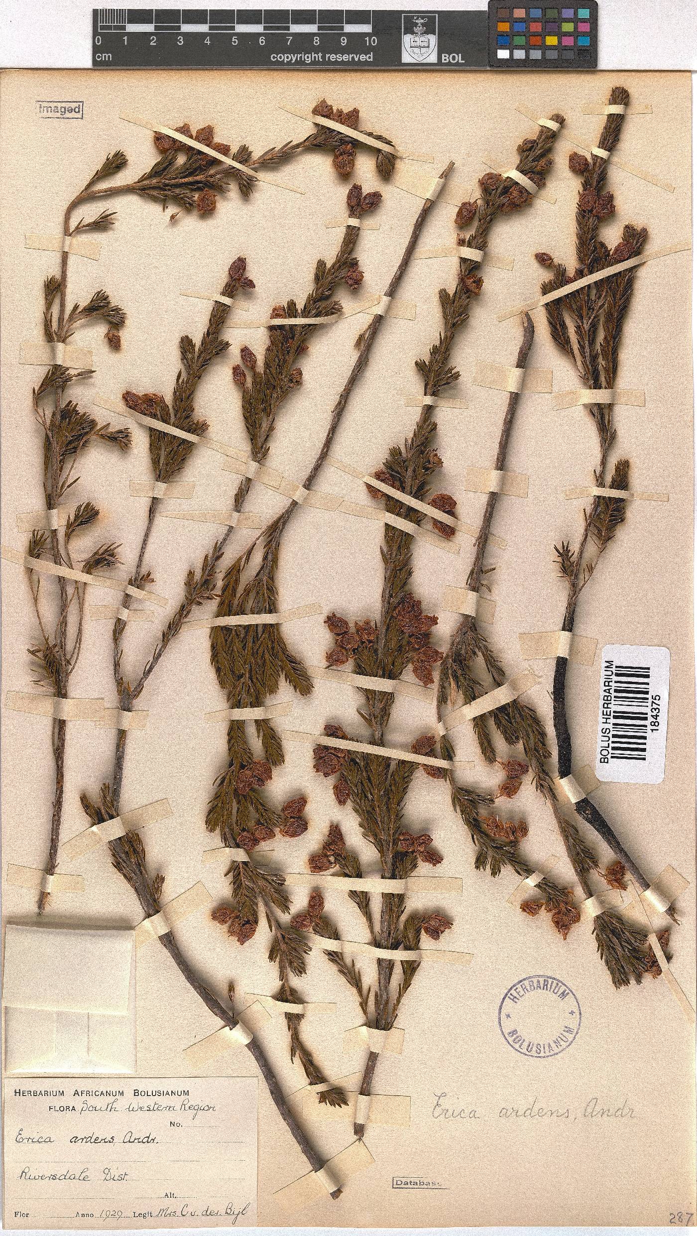 Erica ardens image