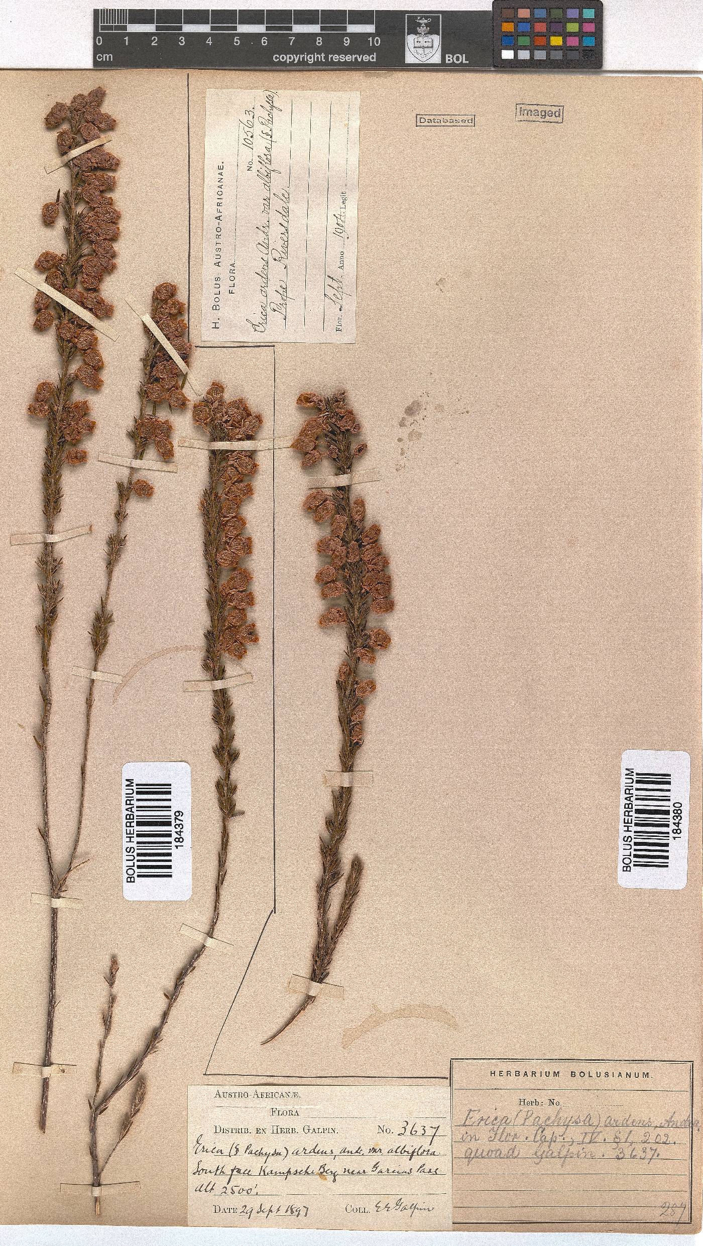 Erica ardens image