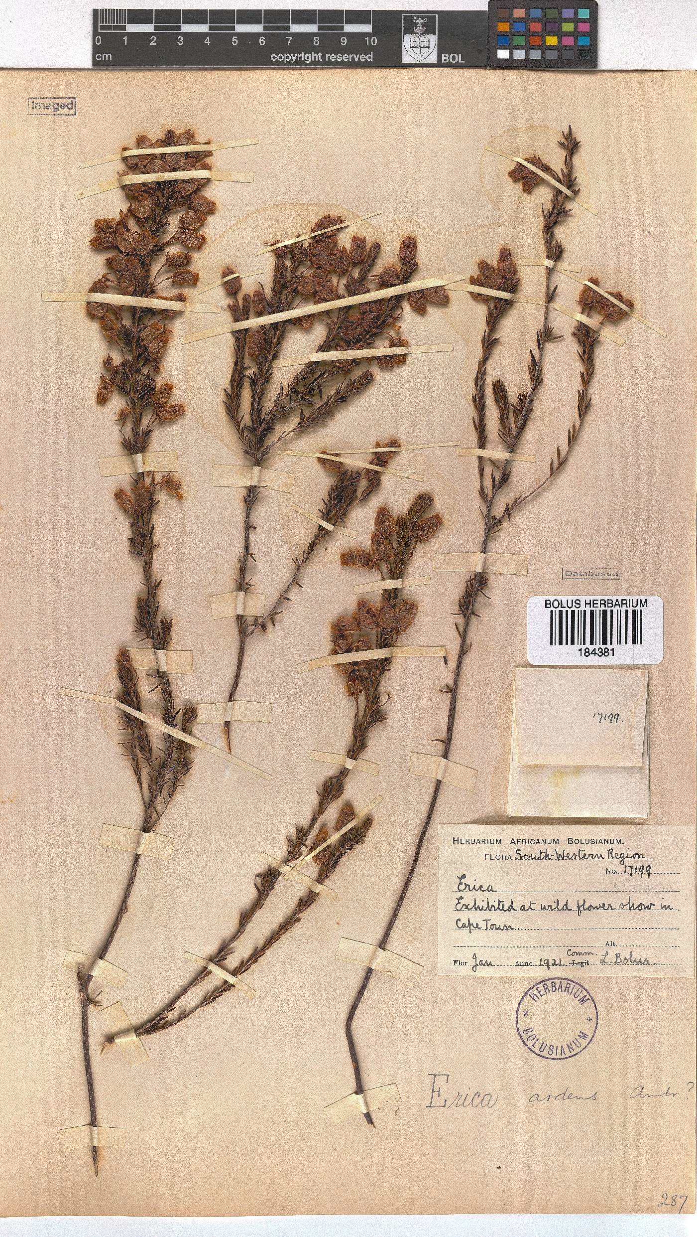 Erica ardens image