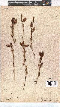 Erica blenna var. grandiflora image