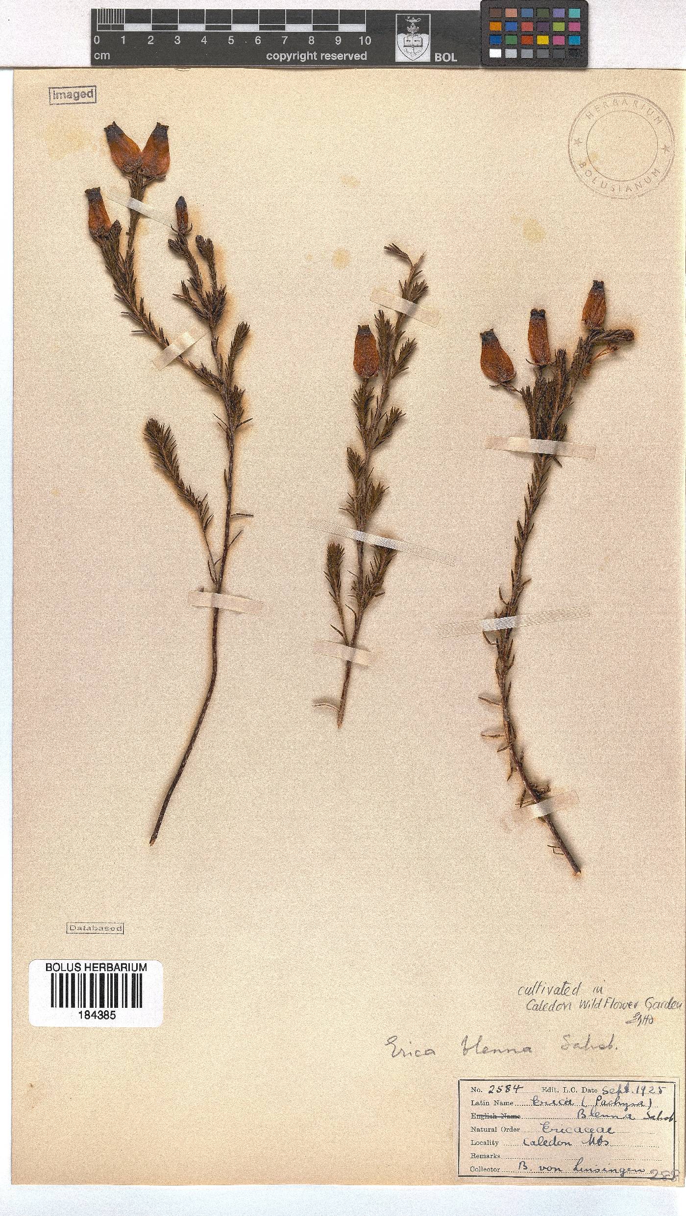 Erica blenna var. grandiflora image