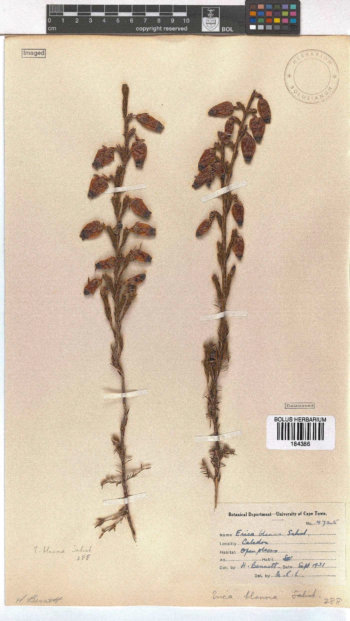 Erica blenna var. grandiflora image