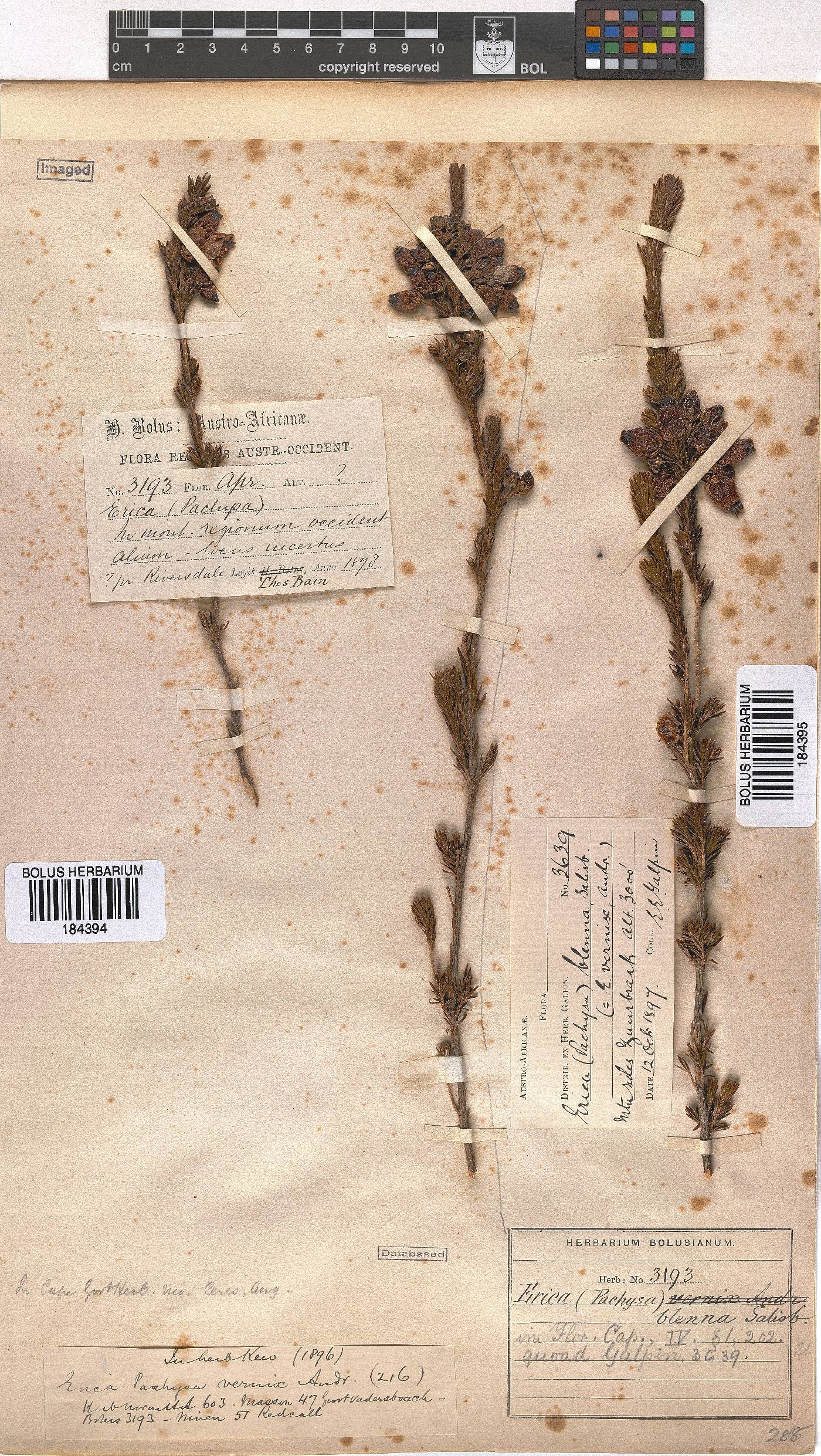 Erica blenna var. blenna image