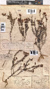 Erica carduifolia image