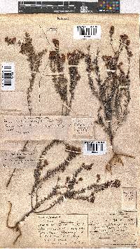 Erica carduifolia image