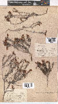 Erica carduifolia image