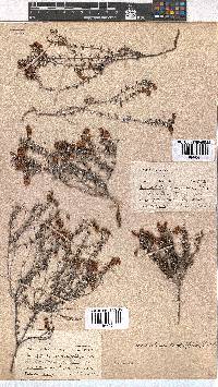 Erica carduifolia image