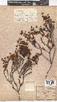 Erica carduifolia image