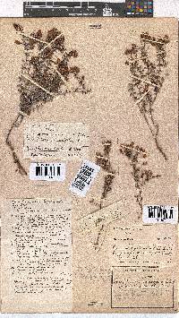 Erica carduifolia image