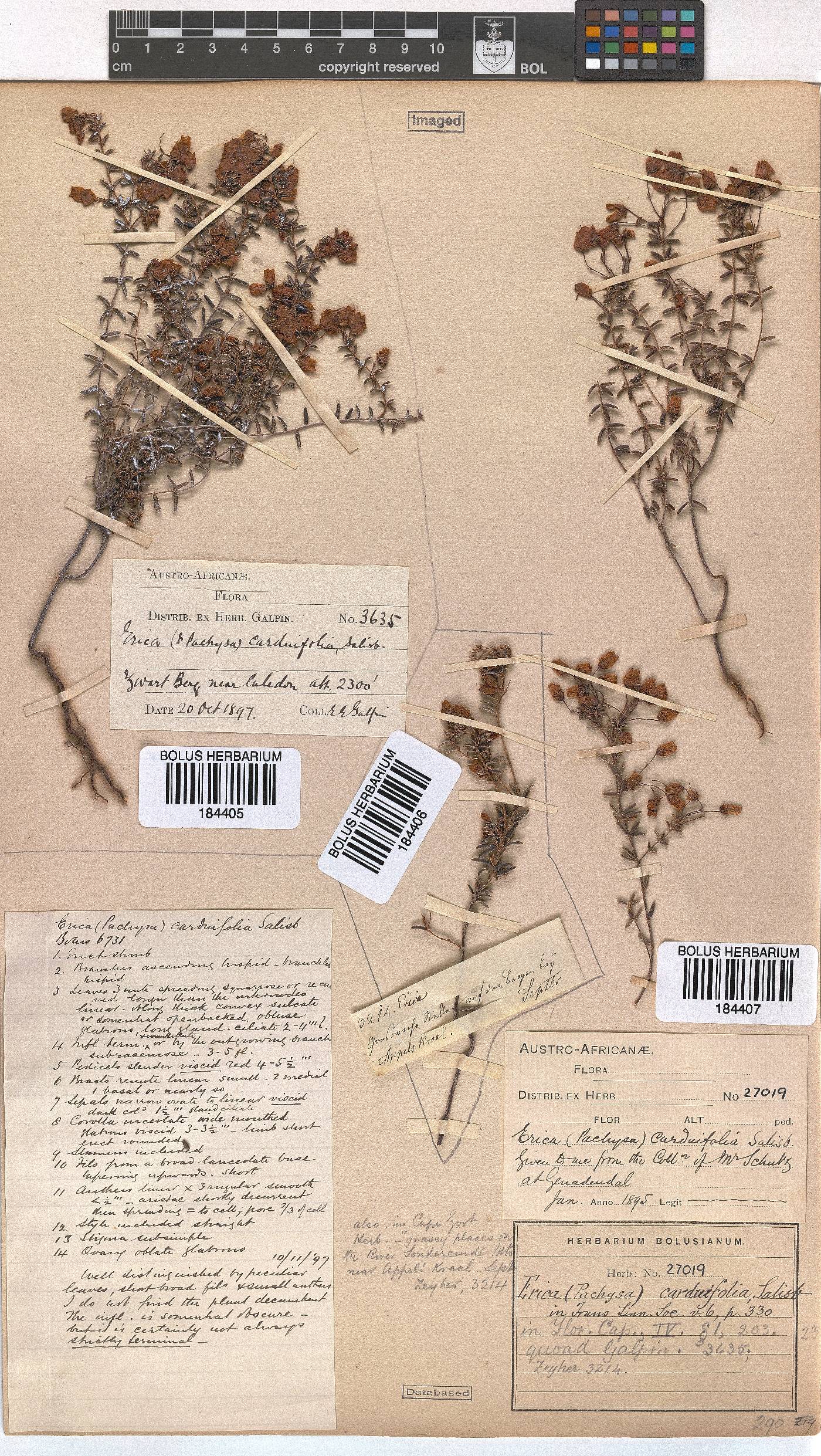 Erica carduifolia image