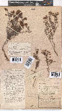 Erica carduifolia image