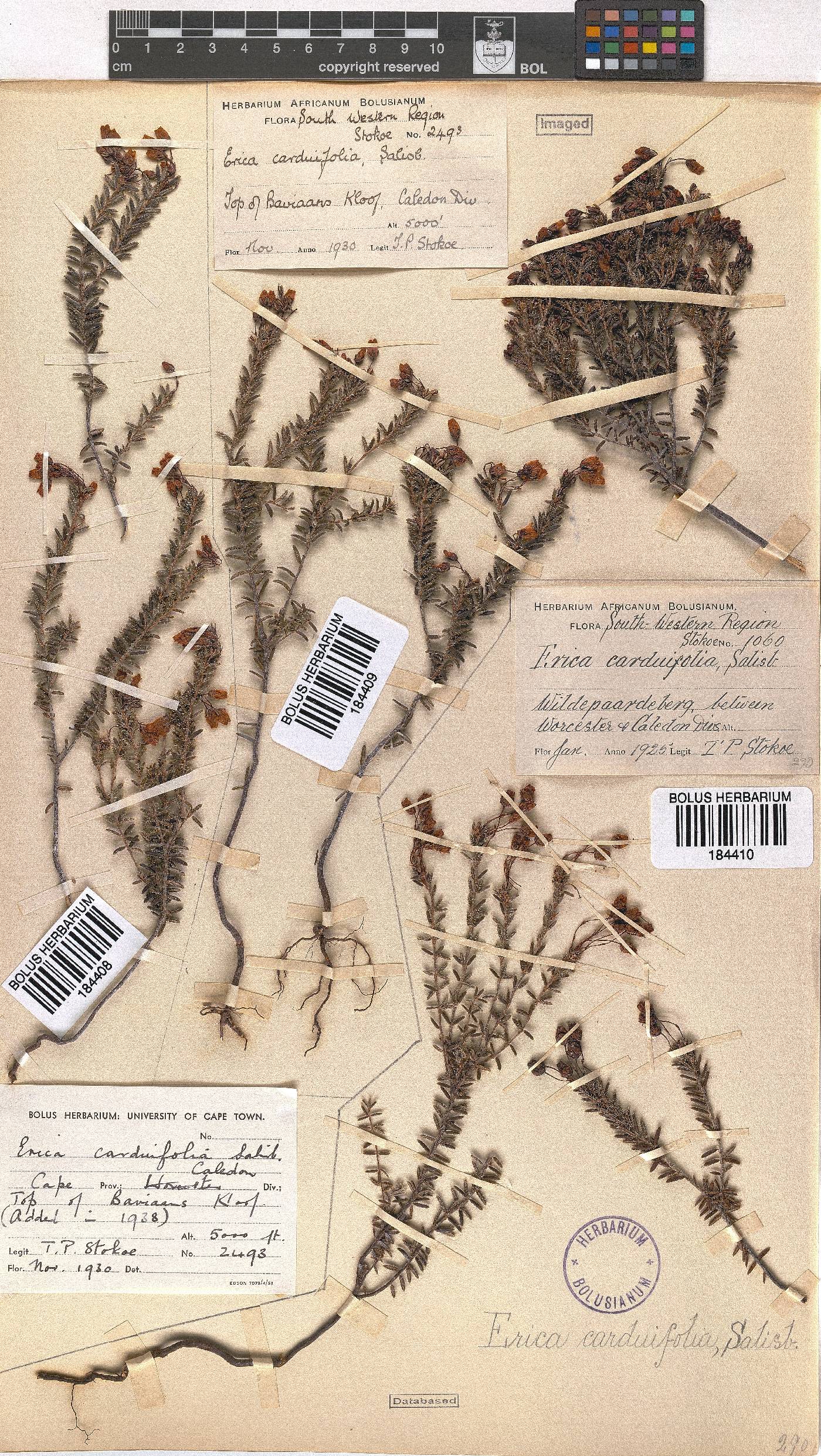 Erica carduifolia image