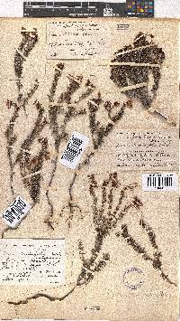 Erica carduifolia image