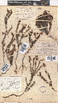 Erica carduifolia image