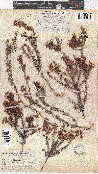 Erica carduifolia image