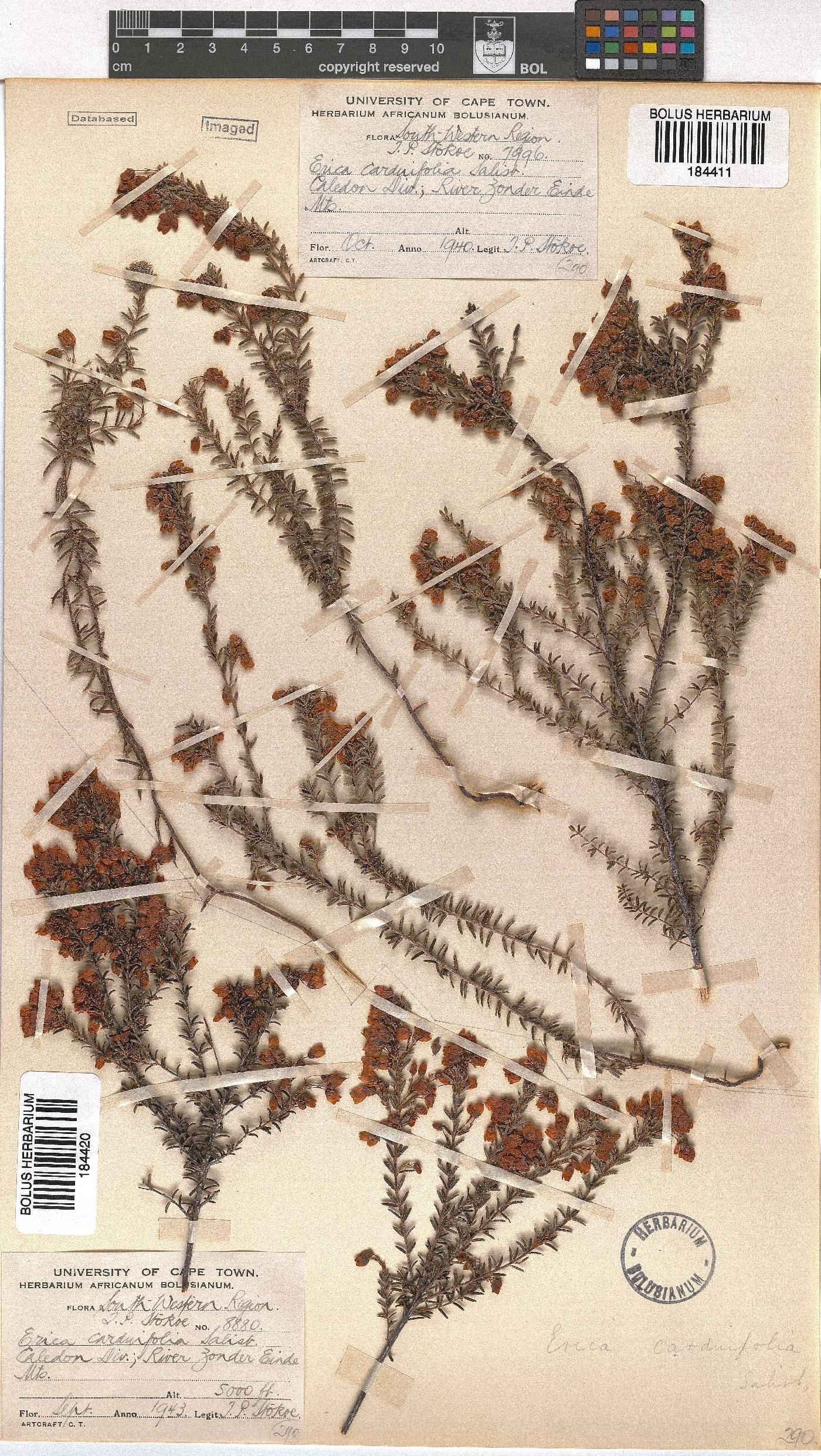 Erica carduifolia image