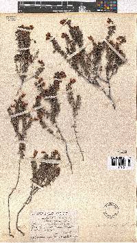 Erica carduifolia image