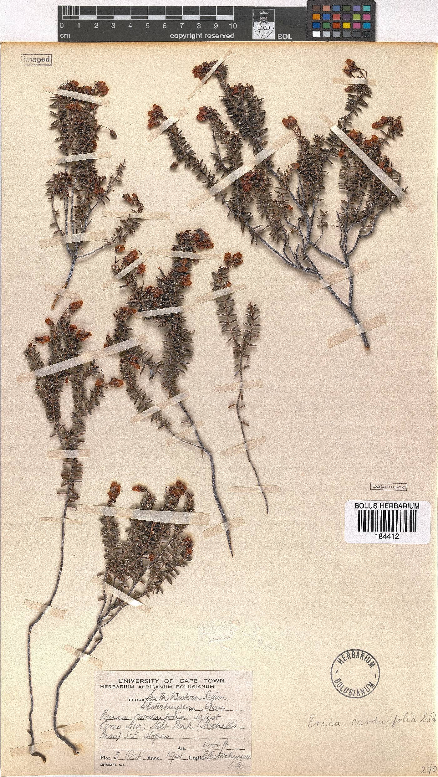 Erica carduifolia image