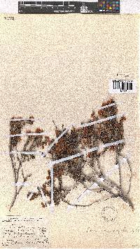 Erica carduifolia image