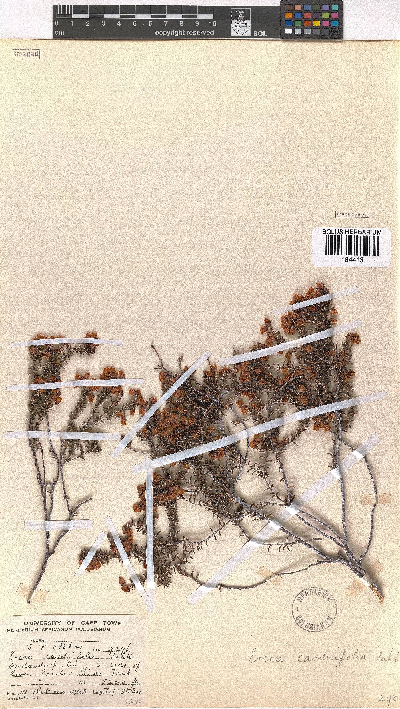 Erica carduifolia image