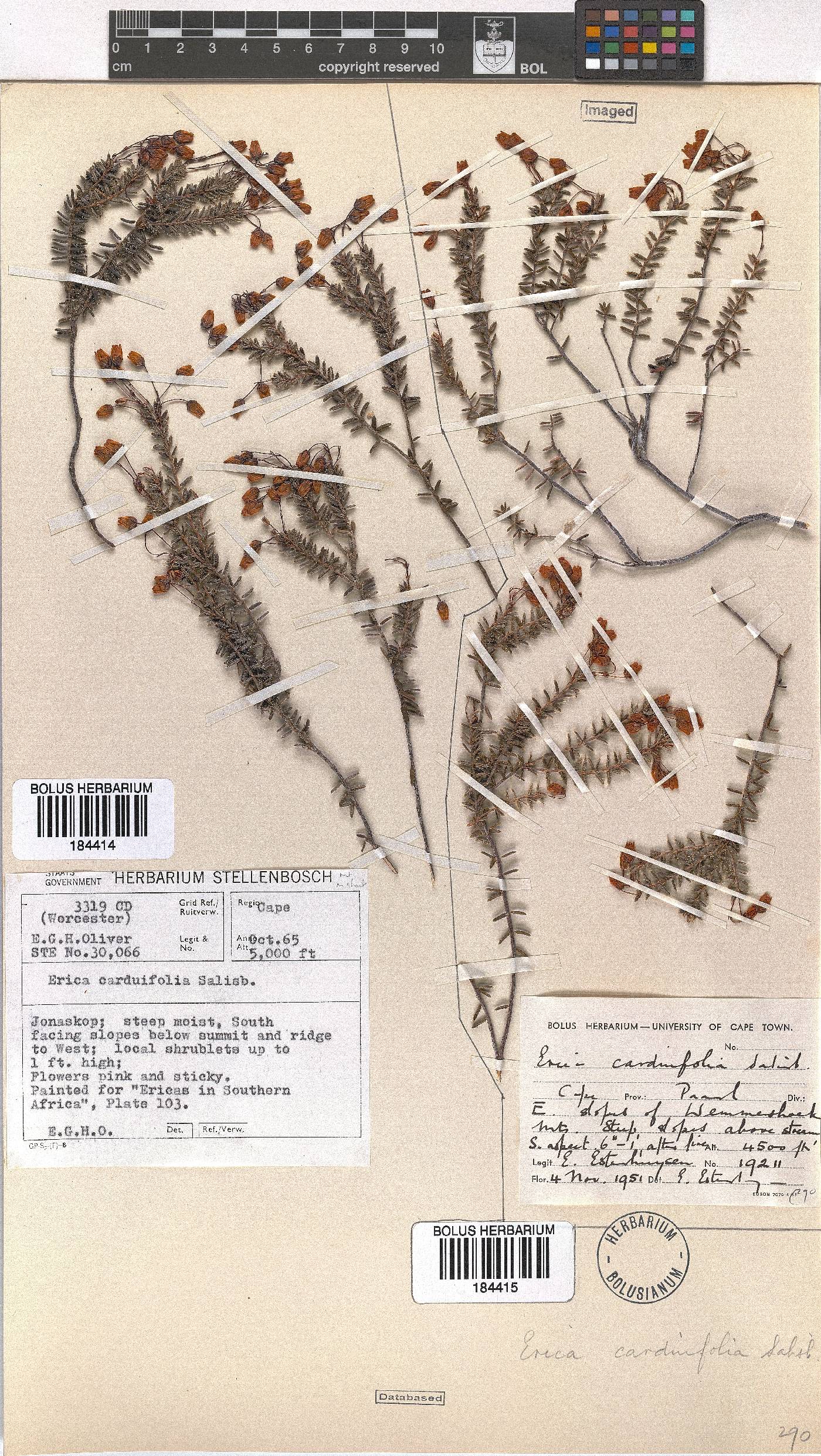 Erica carduifolia image