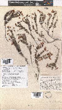 Erica carduifolia image