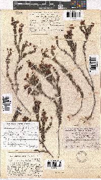 Erica carduifolia image