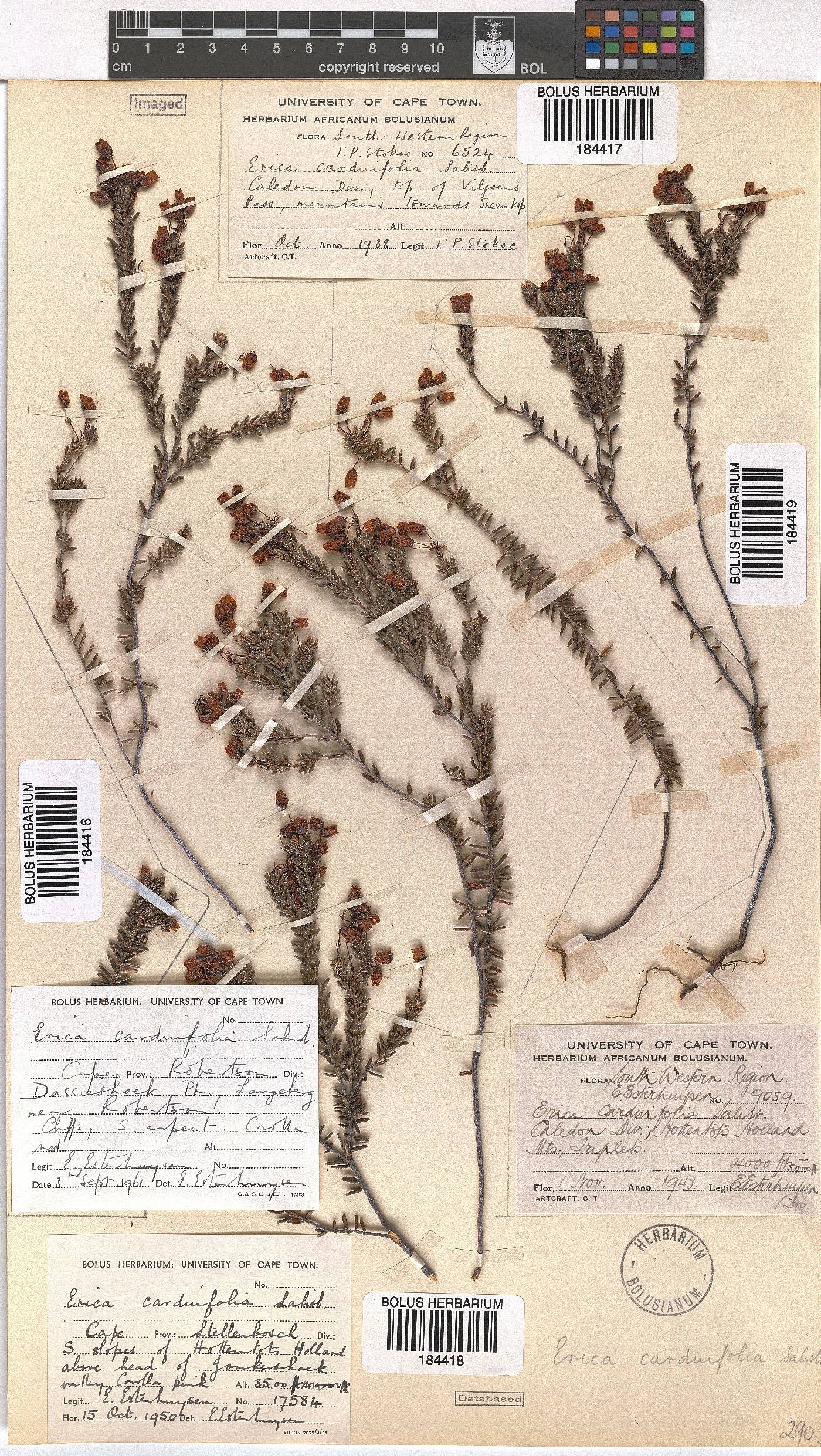 Erica carduifolia image