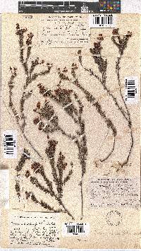 Erica carduifolia image