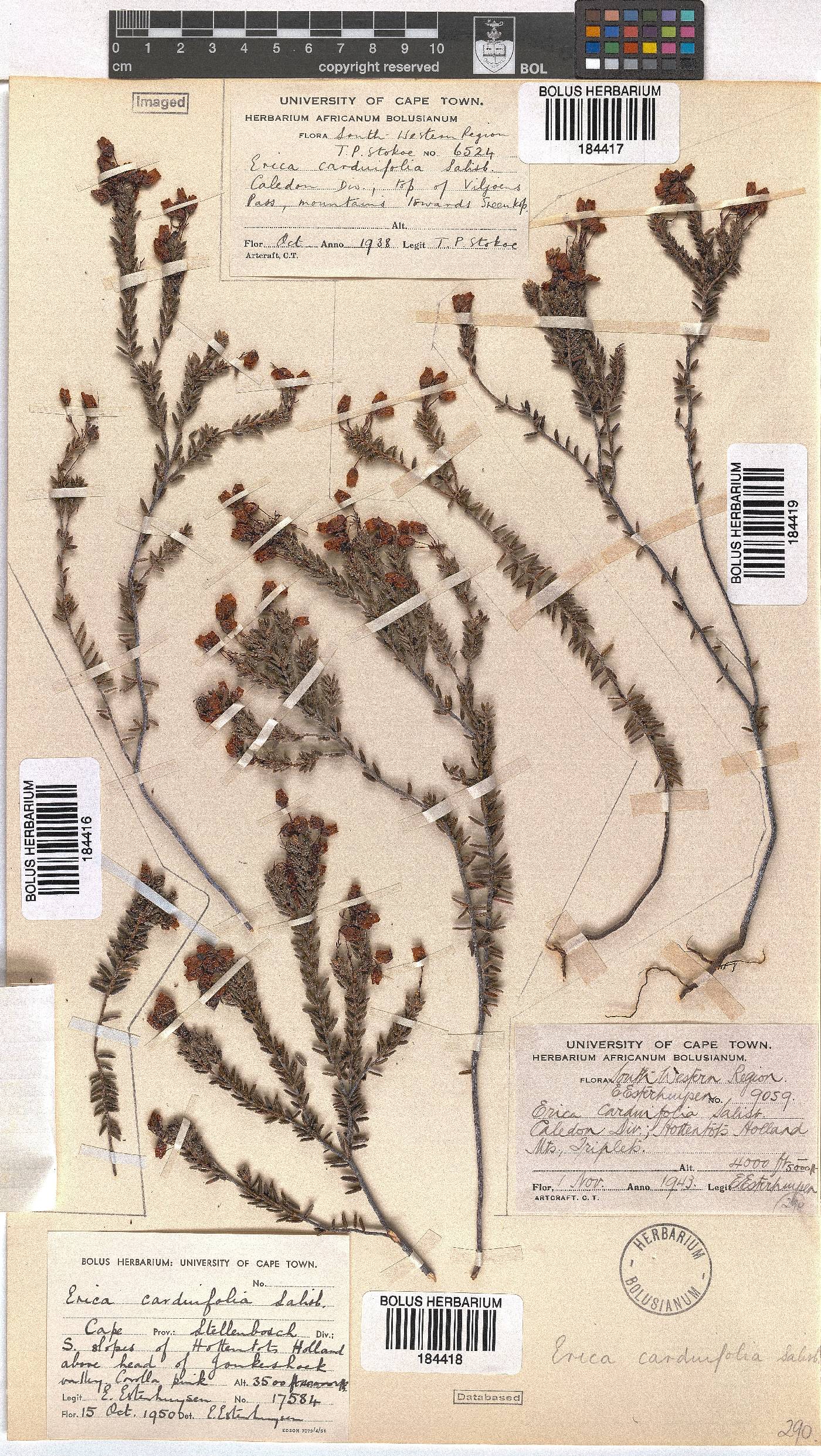 Erica carduifolia image