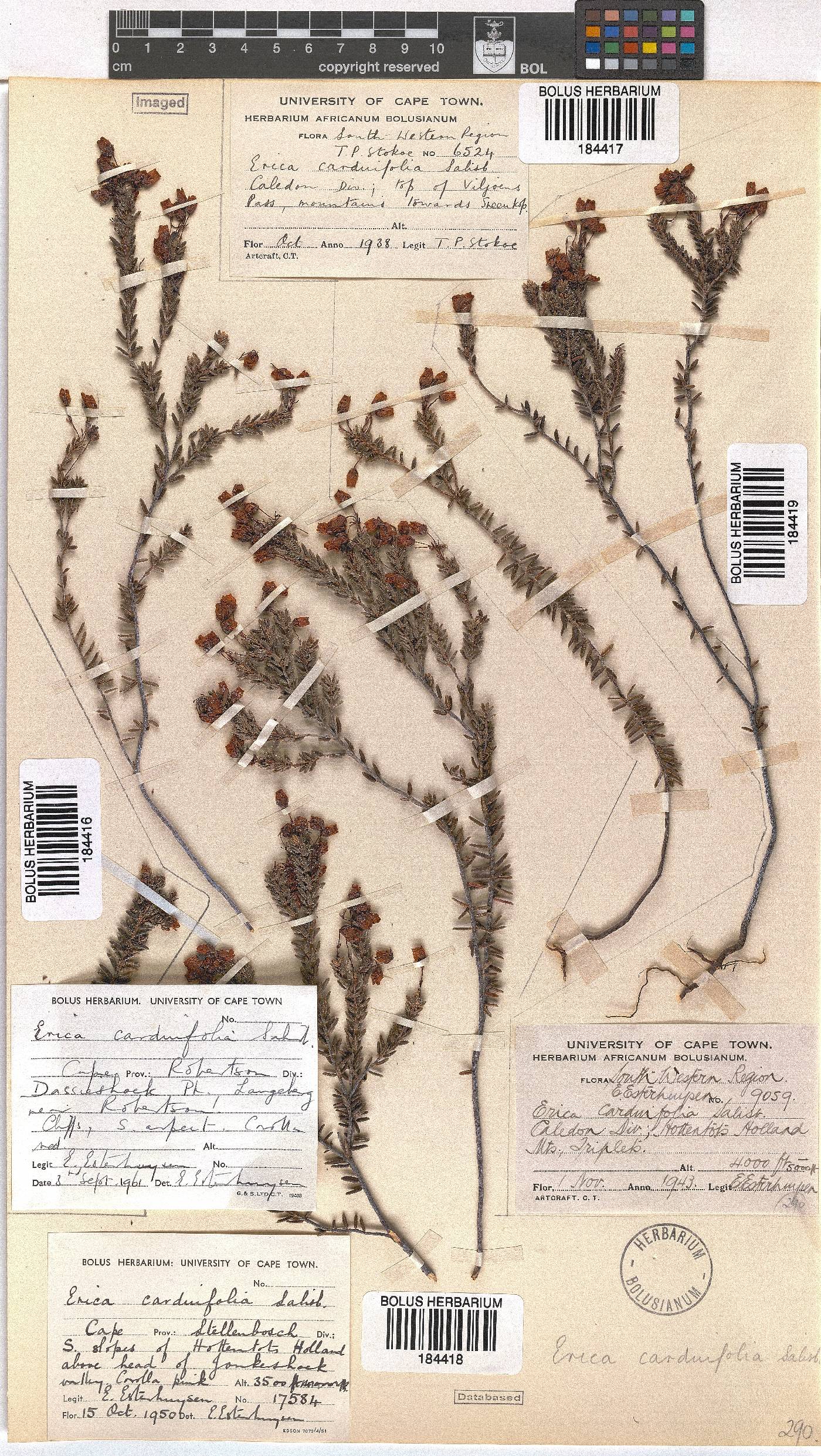 Erica carduifolia image