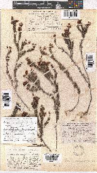 Erica carduifolia image