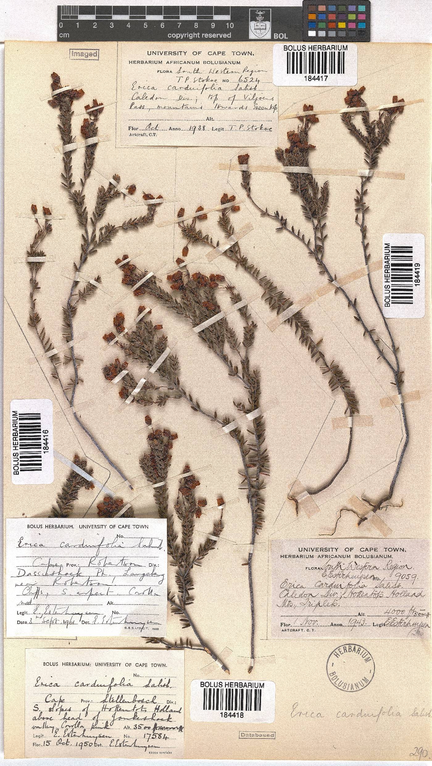 Erica carduifolia image