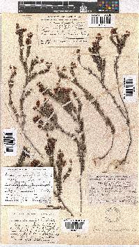 Erica carduifolia image