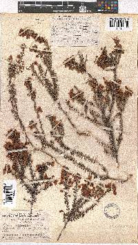 Erica carduifolia image