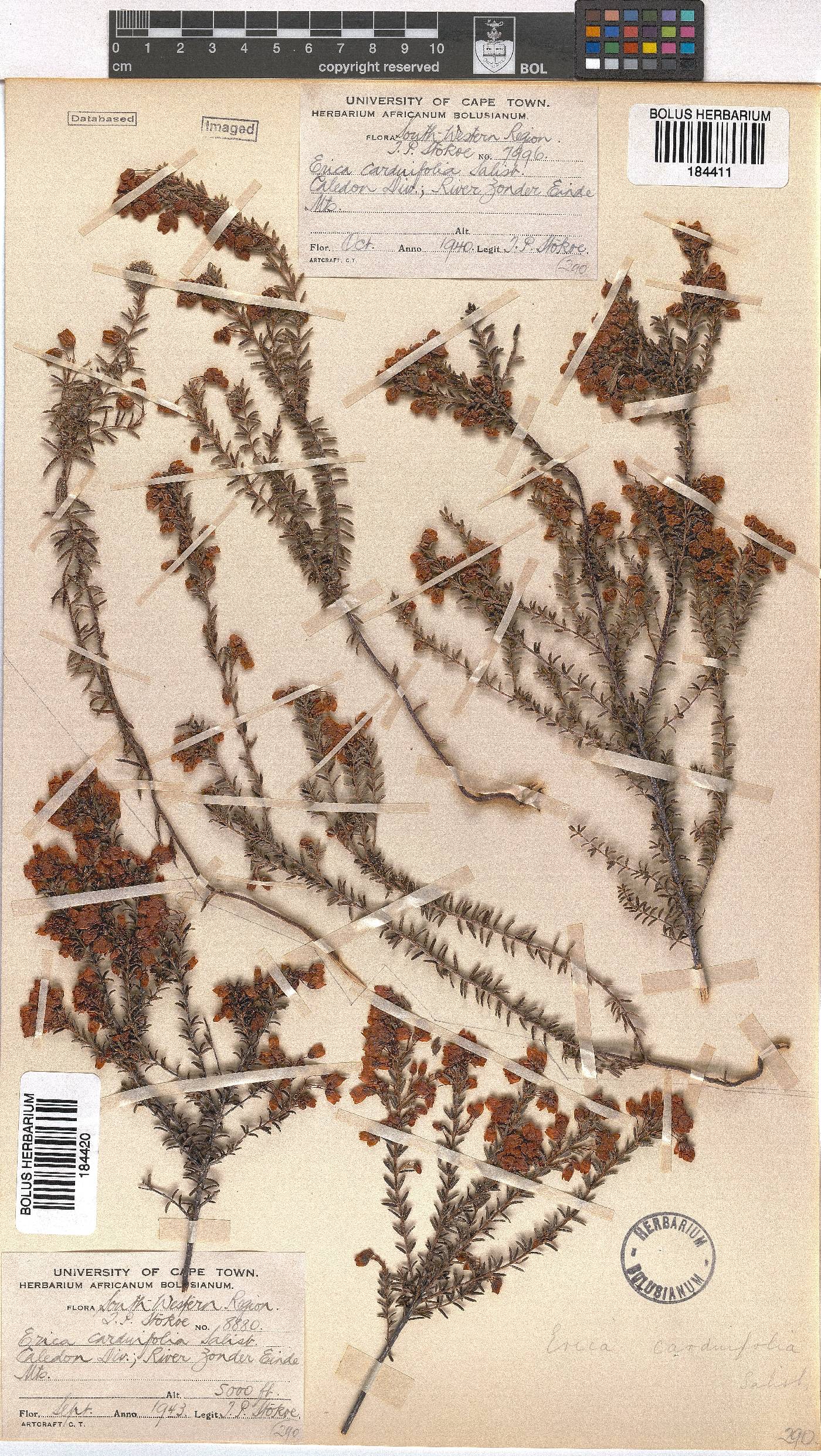 Erica carduifolia image