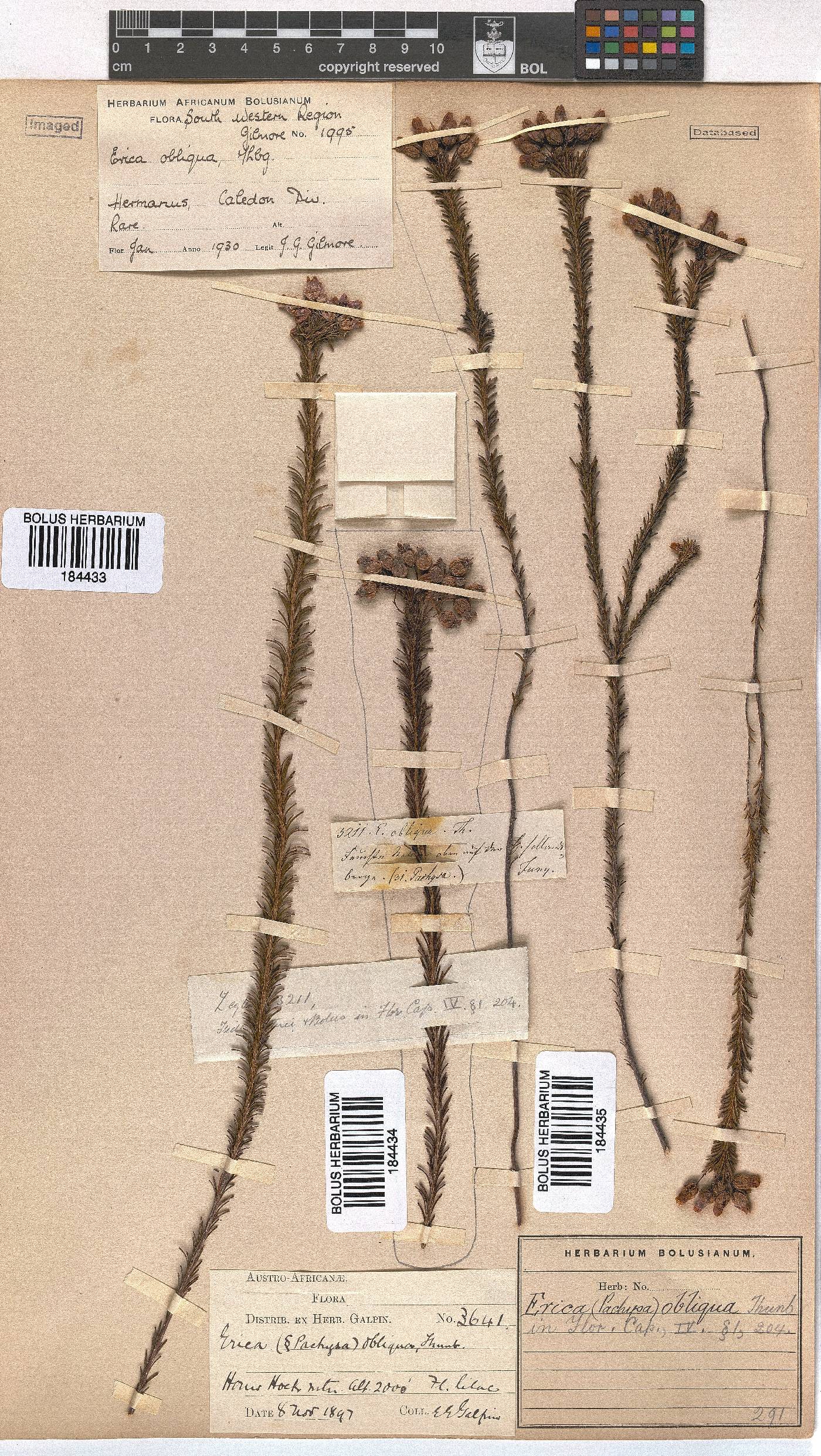 Erica obliqua image