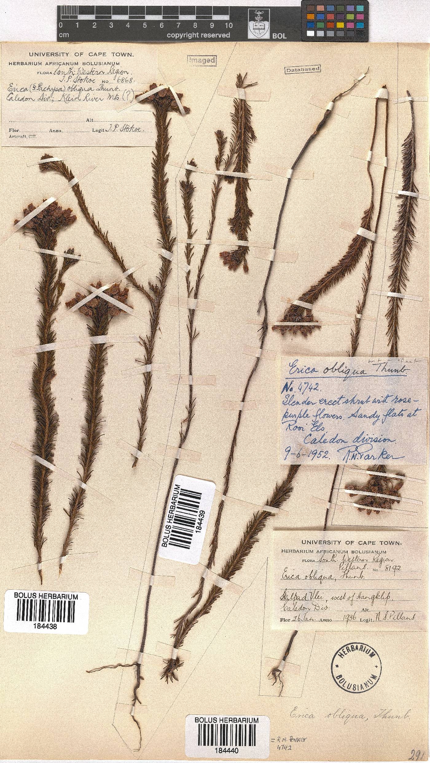 Erica obliqua image