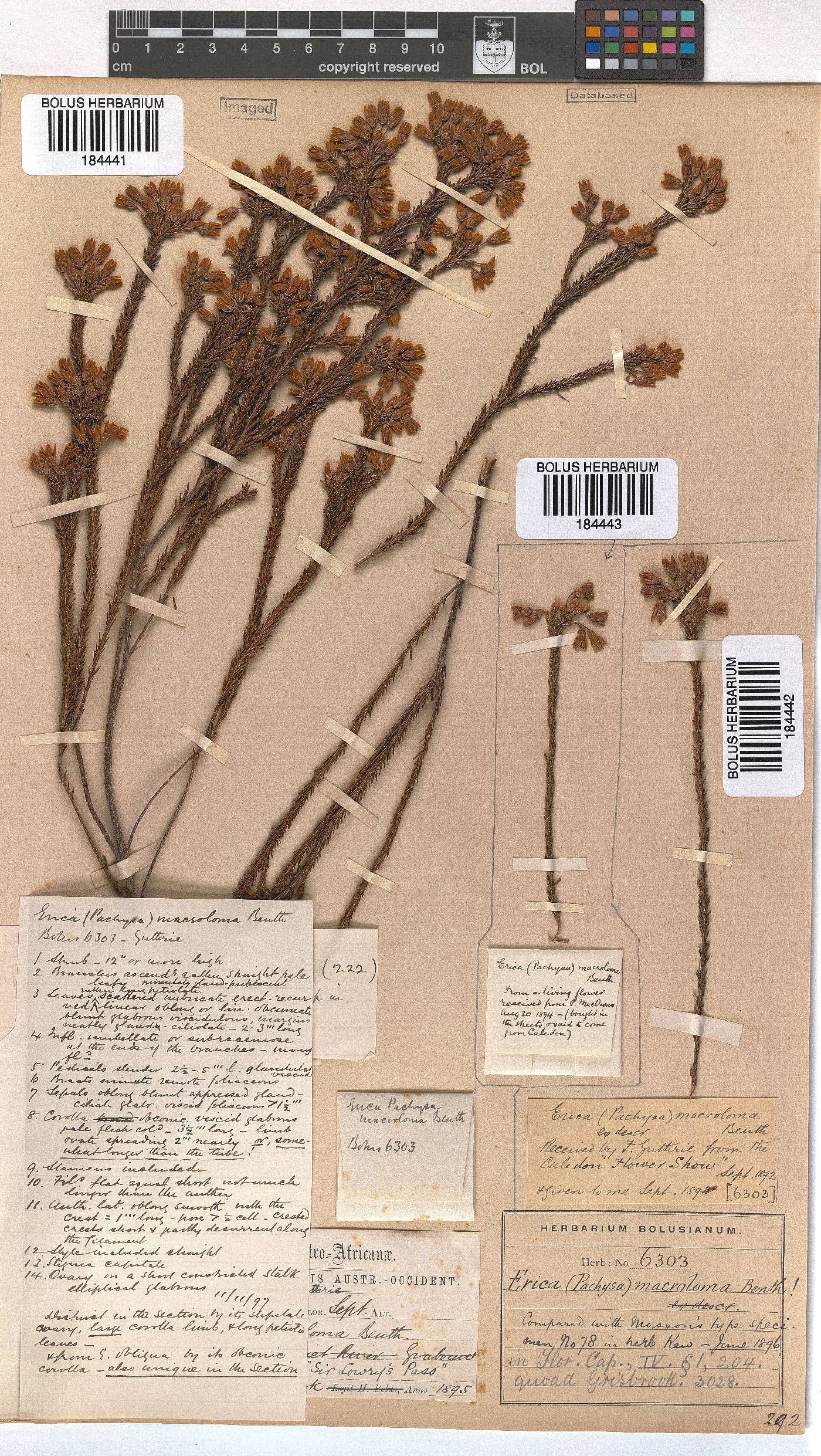 Erica macroloma image