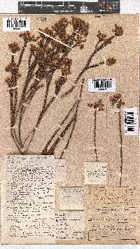 Erica macroloma image