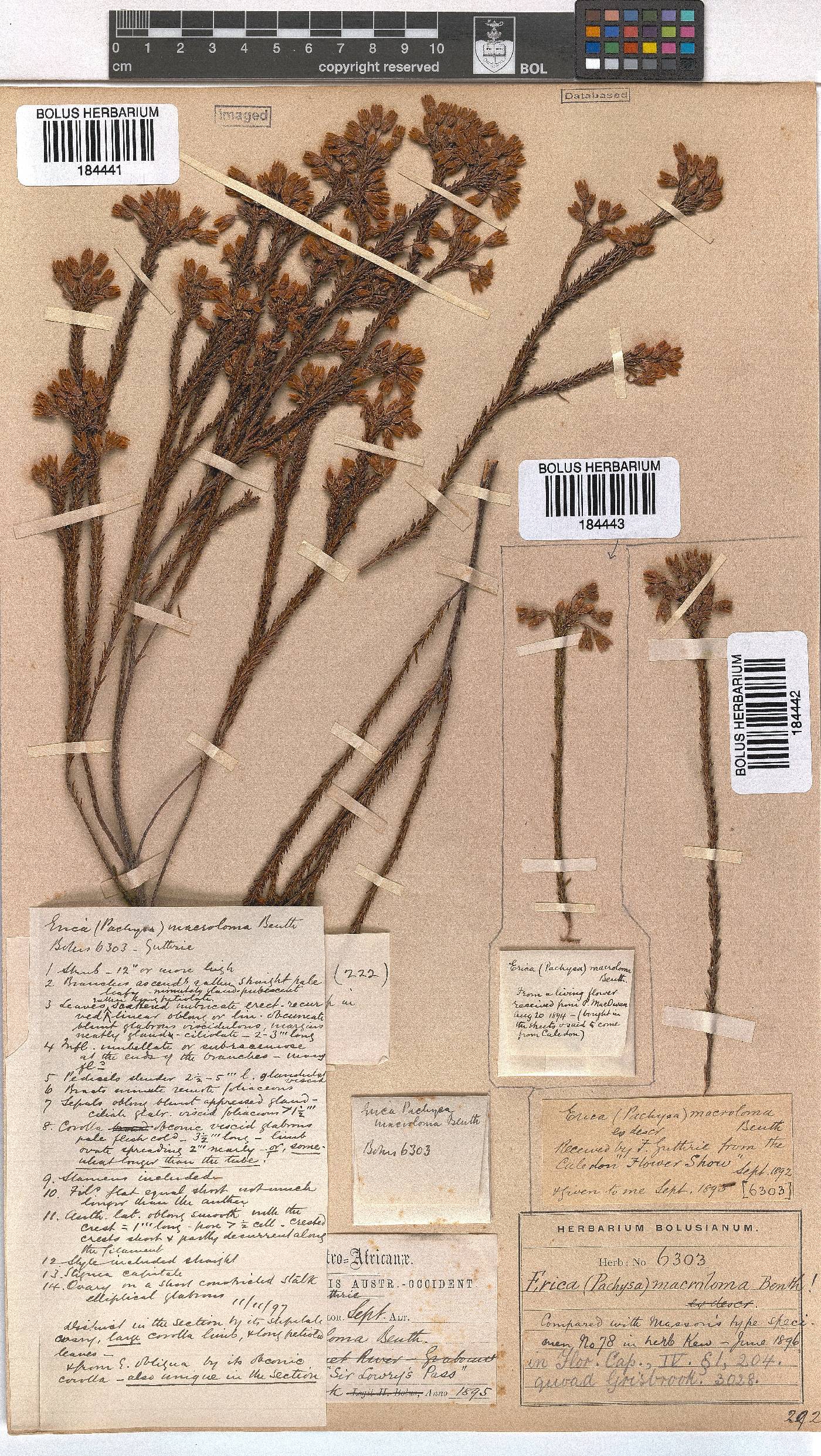 Erica macroloma image