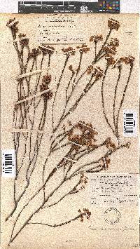 Erica macroloma image