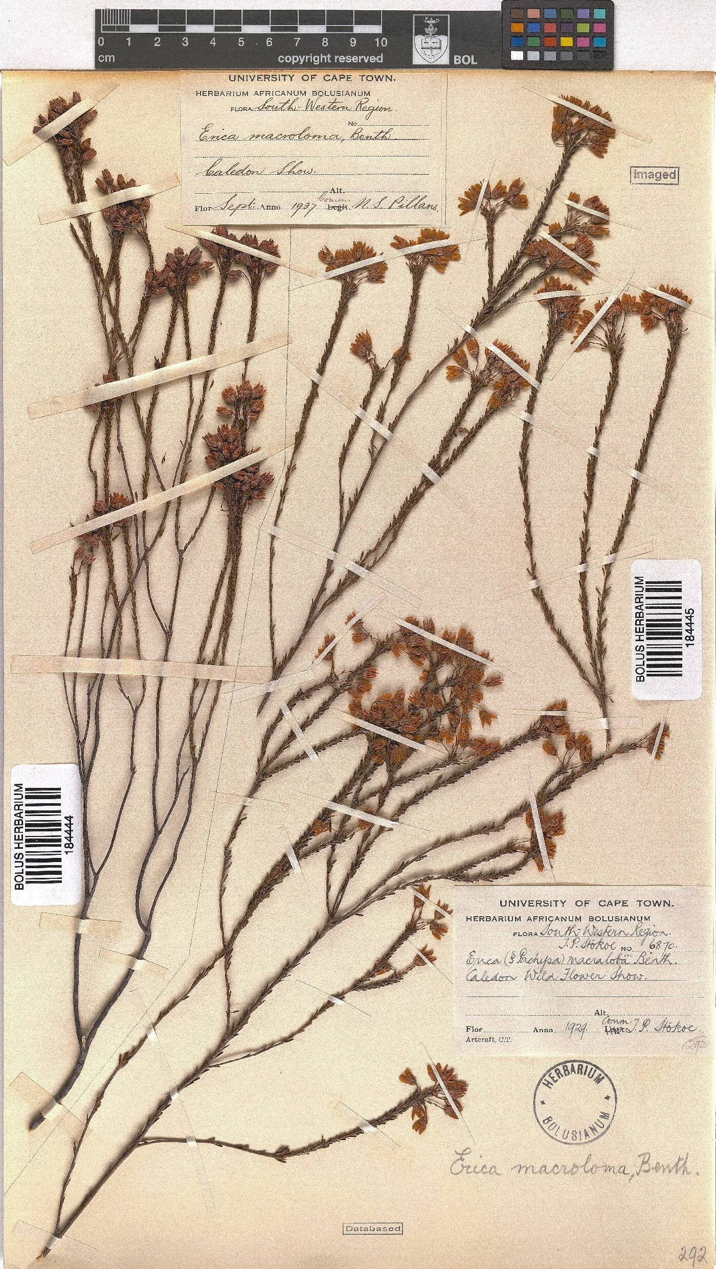 Erica macroloma image