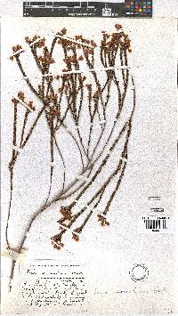 Erica macroloma image