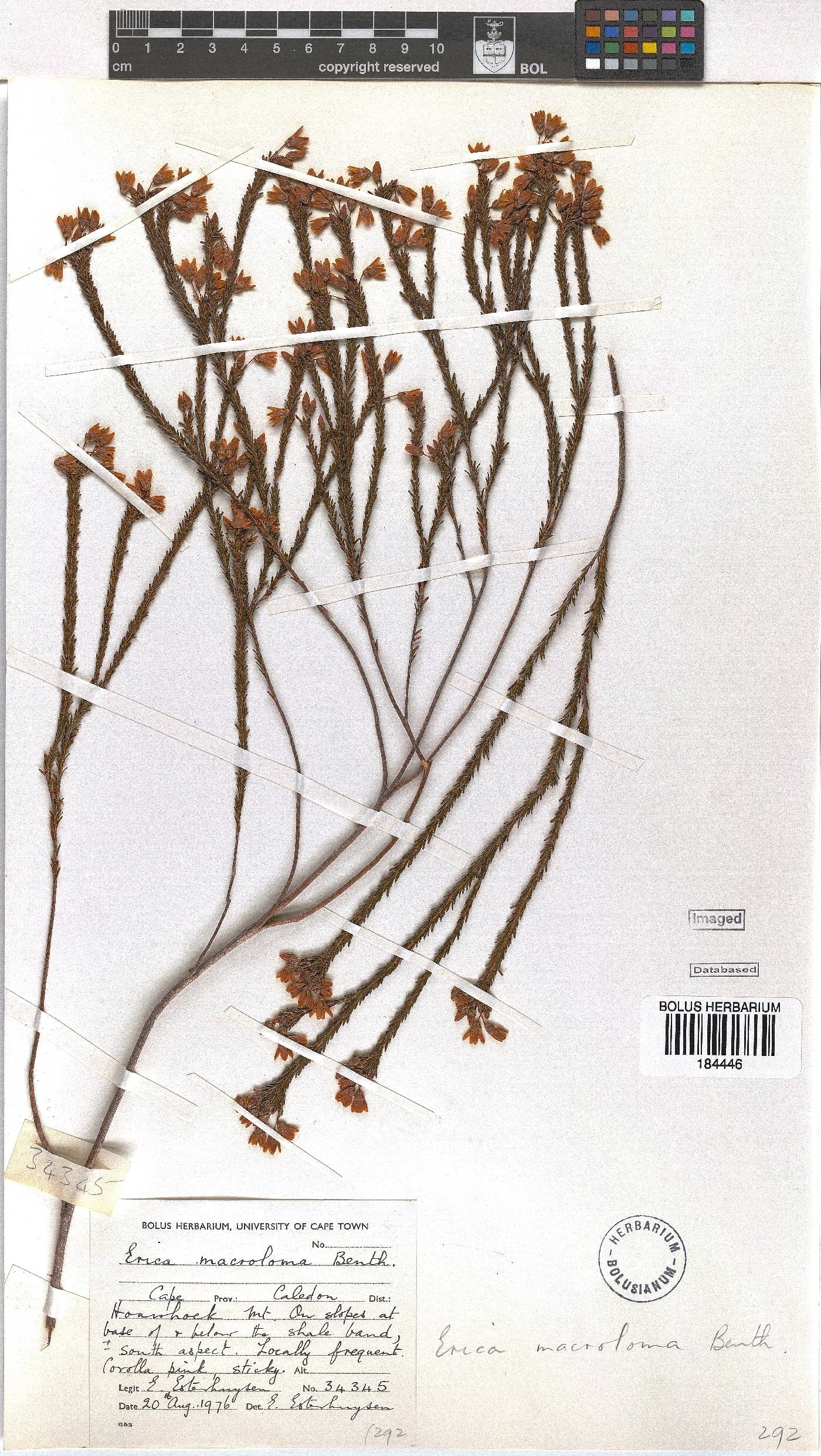 Erica macroloma image