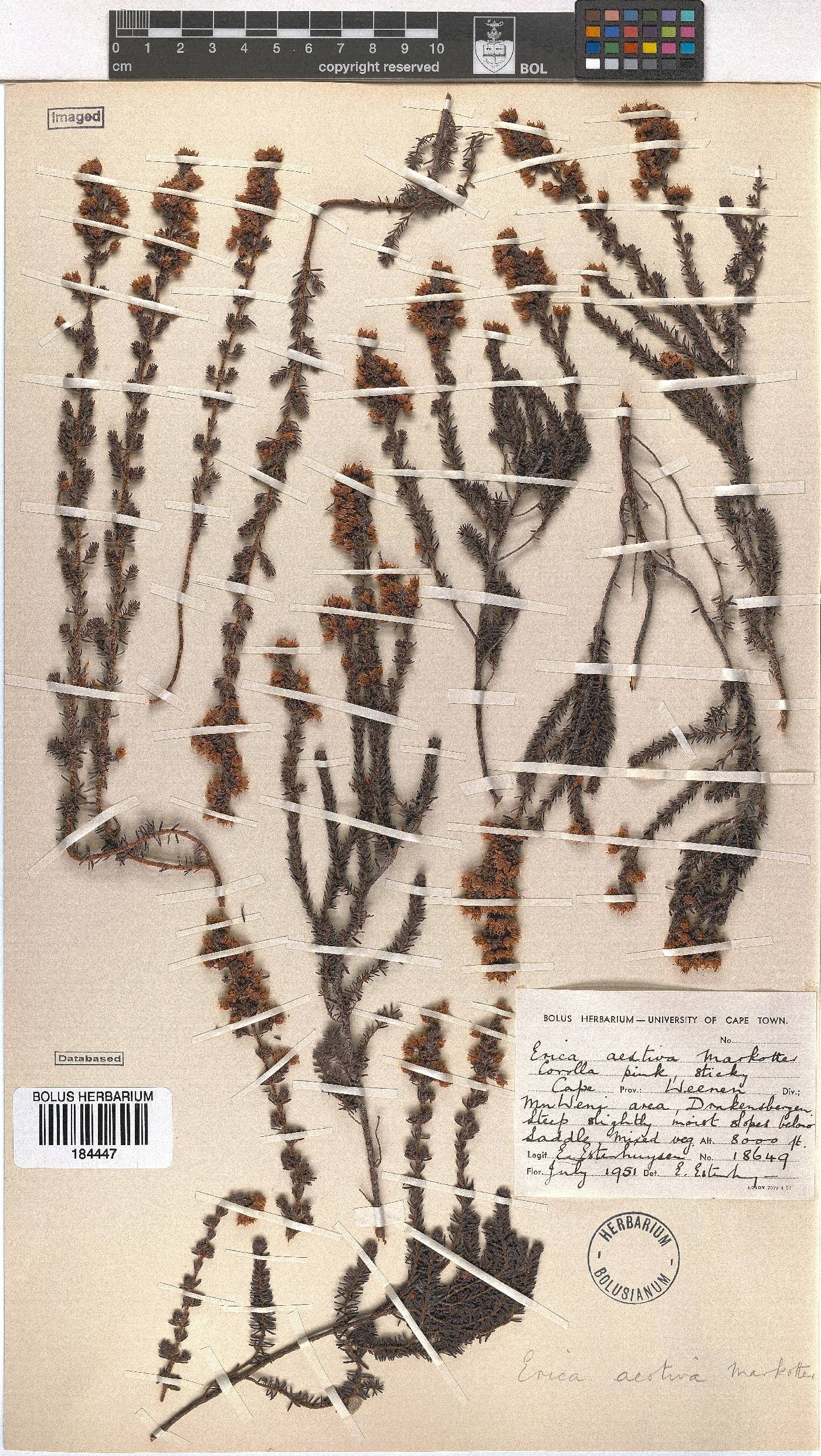 Erica aestiva image